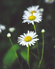 Daisy Flowers in the wild