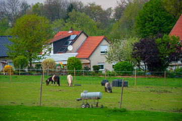 Obraz premium Horses gaze the grass in the small courtyard