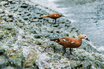 Selective focus of bird standing on stones in river with flowing water