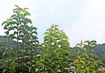 나무잎