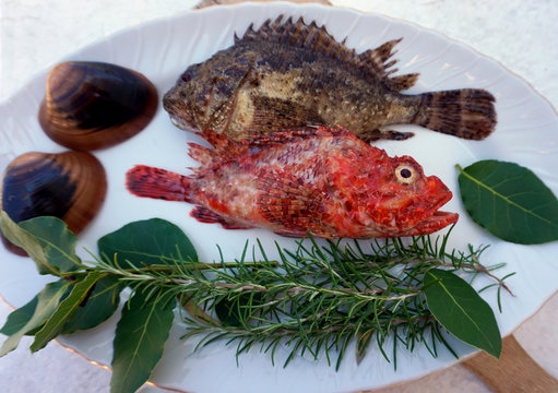 Sea fish, red fish and scorpion fish on the plate, decorated with natural Mediterranean herbs and sea shells