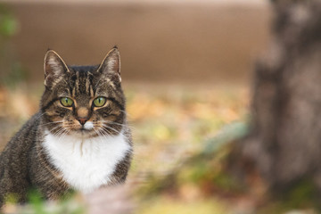 Katze im Herbst