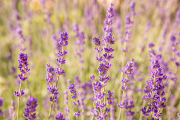Obraz premium Floral background of lavender blooming. Purple lavender flowers on natural background.