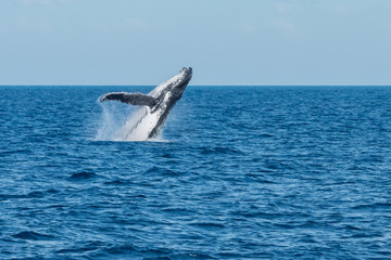 Fototapeta premium Breaching Humpback