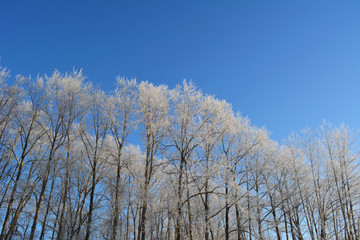 Winter forest. Trees covered with hoarfrost on the background of blue sky. Christmas scene.