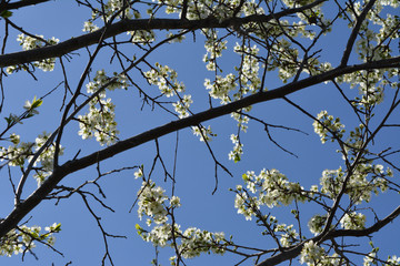 Plum tree branches with beautiful white flowers on the background of blue sky.