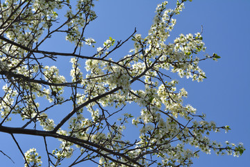 Beautiful blooming garden in spring. Branches of blossoming plum tree on the background of blue sky.