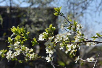 Beautiful blossoming garden in countryside in spring. Branches with white flowers and fresh green leaves of plum tree.