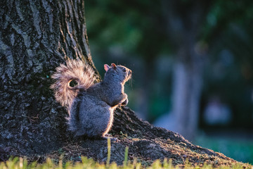 Squirrel