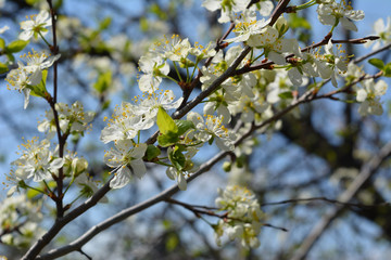 Blooming plum tree in sunny spring day.