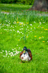 Obraz premium The duck sitting on the grass during the sunny day