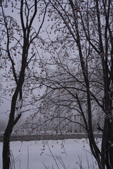 Rowan trees with berries in winter overcast day. Nature in the city.