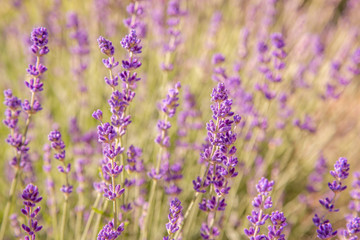 Naklejka premium Floral background of lavender blooming. Purple lavender flowers on natural background.