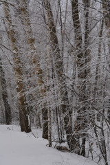 Winter trees are covered with hoarfrost in overcast day.