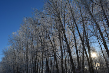 Fototapeta premium Winter forest. Sun lights through trees covered with hoarfrost.