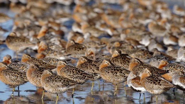 Dunlins, Dowitchers, and Red Knots. Oh my!