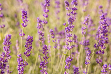 Obraz premium Floral background of lavender blooming. Purple lavender flowers on natural background.