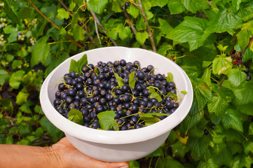Work in the garden. Collecting blackcurrant from the bushes.