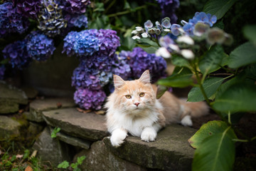 curious young cream tabby white ginger maine coon cat lying on natural stone wall next to hydrangea...