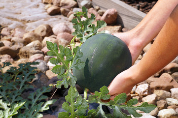 A tiny watermelon in a woman's hand. Scene from the garden.