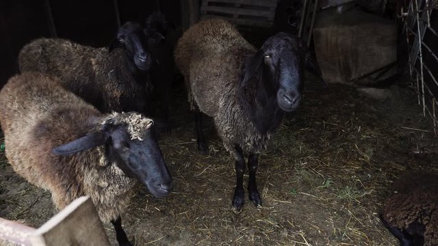 There are some black sheep standing on the wooden floor of the sheephouse covered wth straw.