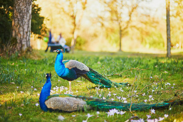 Peacocks in Bagatelle park of Bois de Boulogne in Paris