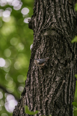 Obraz premium 2010.08.22, Moscow, Russia. A nuthatch climbing by the tree. Birds in the city.