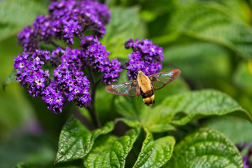  The hummingbird clearwing,Hemaris thysbe commonly known as hawk moth
