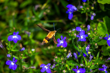  The hummingbird clearwing,Hemaris thysbe commonly known as hawk moth