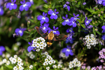  The hummingbird clearwing,Hemaris thysbe commonly known as hawk moth