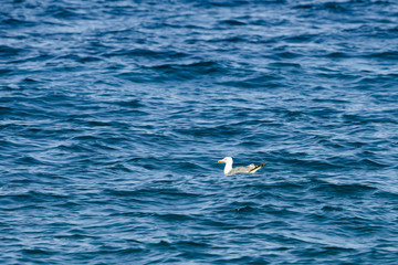 Stunning view of a seagull resting on a rough sea. Sardinia, Italy.