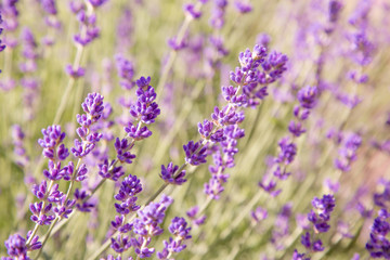 Floral background of lavender blooming. Purple lavender flowers on natural background.