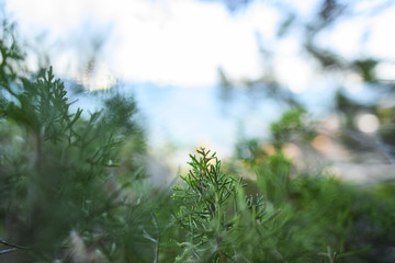 (Selective focus) Close-up view of a green juniper tree growing on the coastal areas of Sardinia, Italy.