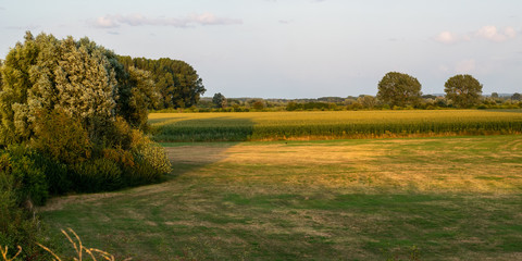 Dutch landscape with growing corn