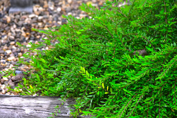 Green leaves in the garden Which is natural looking, comfortable and refreshing