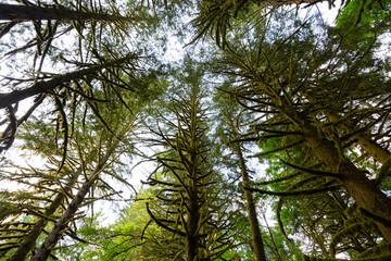 Obraz premium Beautiful green trees coved in moss during a vibrant summer day. Taken in Golden Ears Provincial Park, Maple Ridge, Greater Vancouver, British Columbia, Canada.