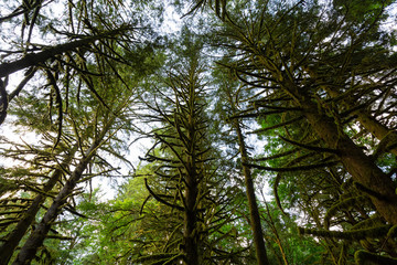 Fototapeta premium Beautiful green trees coved in moss during a vibrant summer day. Taken in Golden Ears Provincial Park, Maple Ridge, Greater Vancouver, British Columbia, Canada.