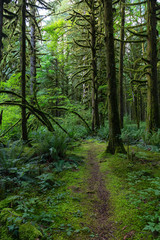 Fototapeta na wymiar Beautiful green trees coved in moss during a vibrant summer day. Taken in Golden Ears Provincial Park, Maple Ridge, Greater Vancouver, British Columbia, Canada.