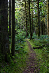 Beautiful green trees coved in moss during a vibrant summer day. Taken in Golden Ears Provincial Park, Maple Ridge, Greater Vancouver, British Columbia, Canada.
