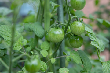 Food Category Fresh Unripe Vine Tomatoes Growing