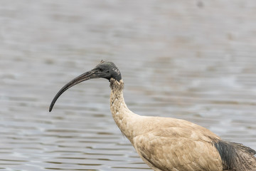Australian White Ibis