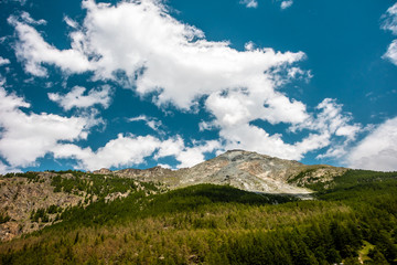 Pine tree forest on a steep slope in the Swiss Alps with blue sky and clouds. Picturesque and majestic scene