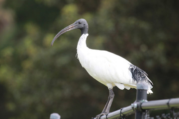 Australian White Ibis