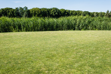 trees and plants with green leaves near grass in park