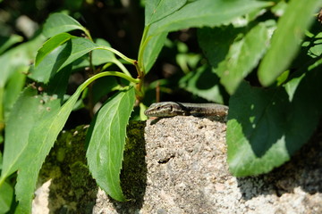 Eidechse Mauereidechse