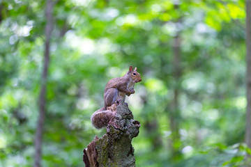 The eastern gray squirrel (Sciurus carolinensis) in the forest