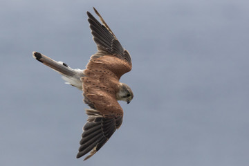 Australian Kestrel