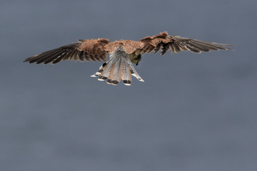 Australian Kestrel