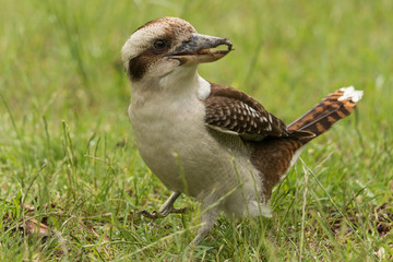 Laughing Kookaburra in Australia