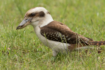 Laughing Kookaburra in Australia